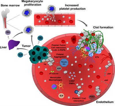 Frontiers | Platelet-Cancer Interplay: Molecular Mechanisms and 